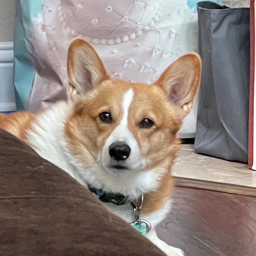 Meet your Posher, Jodie